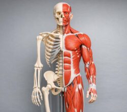 Jak edukacyjne modele anatomiczne zmieniają naukę anatomii: praktyczny przewodnik