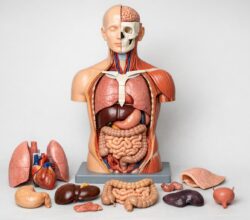 Modele anatomiczne w edukacji: praktyczny przewodnik dla szkół i uczelni
