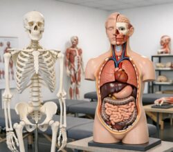 Modele anatomiczne w praktyce szkolnej i akademickiej: przewodnik dla nauczycieli i studentów